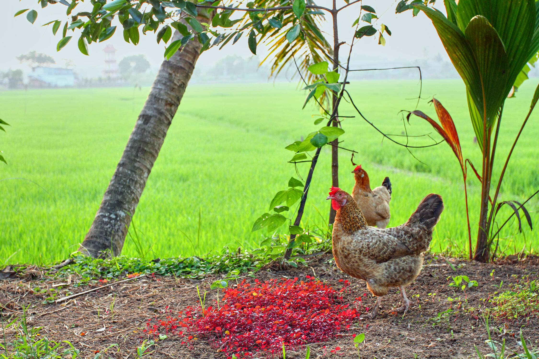 Chicken - Alleppey, Kerala, India