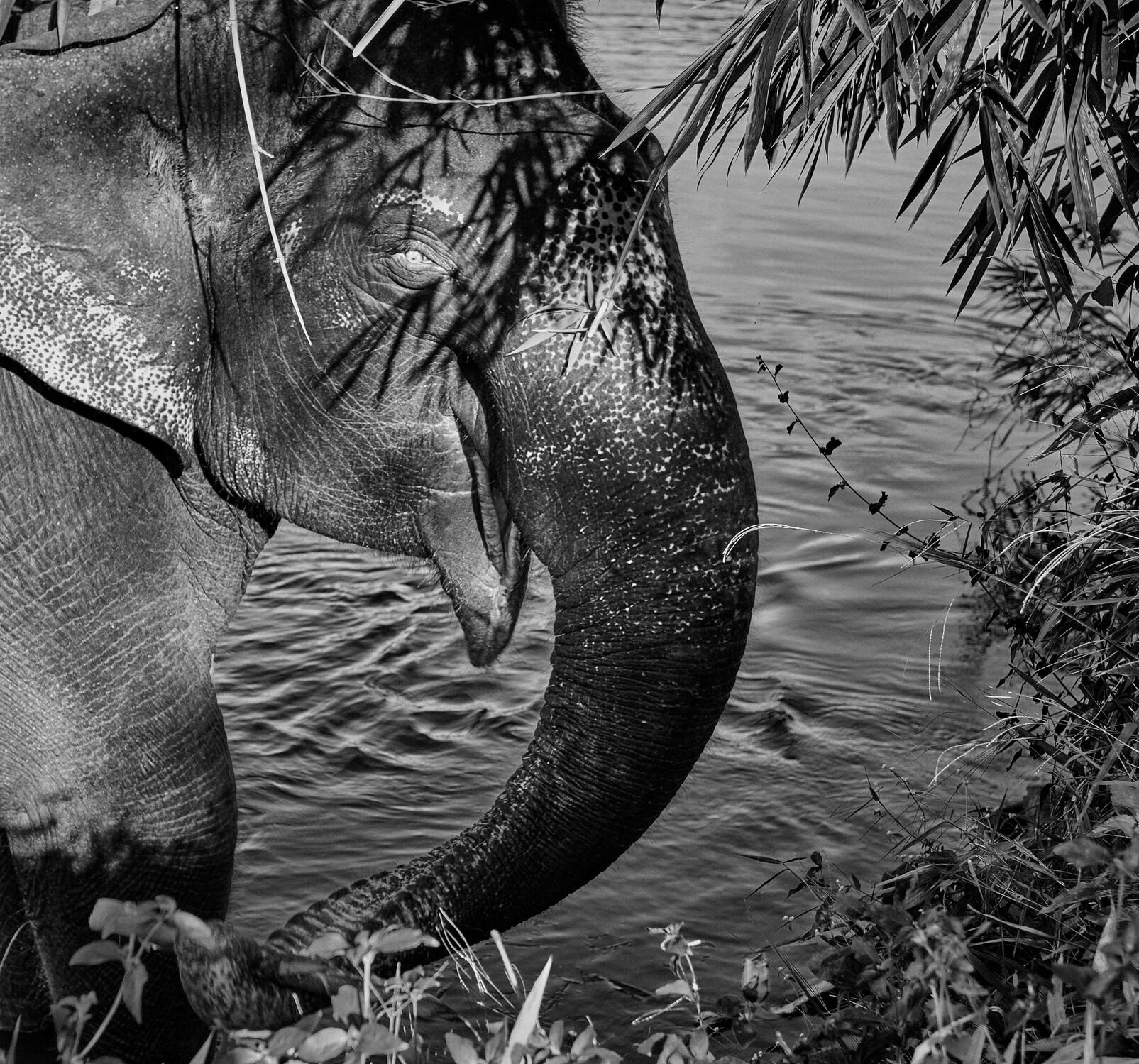 The eyes, Kochi, India